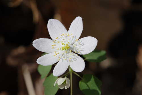 Thalictrum thalictroides #6